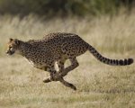 cheetah
